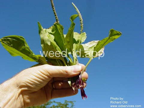 plantain, blackseed